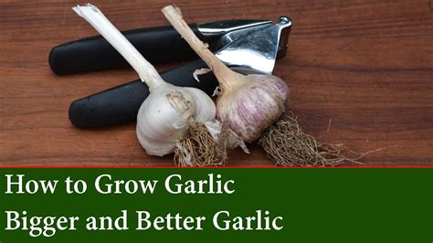 How To Grow Garlic Cure It And Store It Planting Clove To Harvesting