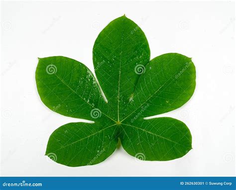 Tropical Leaves Are Green In Isolation On A White Background Stock Image Image Of Monstera