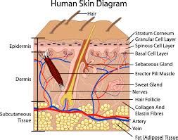 D Diagram Skin Cell