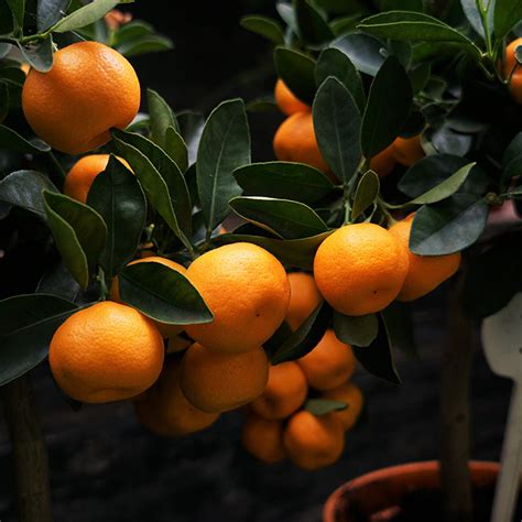 Chinese Orange Plantchina Orange Air Layered Nursery Nisarga