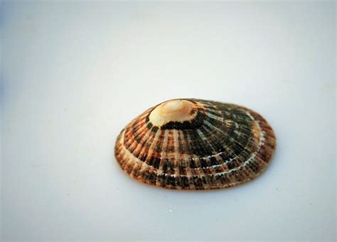 Fachada de marés, a sonho e lixos, o horto e os muros só areia. Brown Limpet Shell Free Stock Photo - Public Domain Pictures