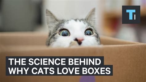 Why Cats Love Boxes So Much Youtube