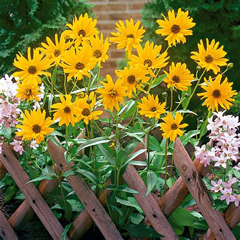 Si può tagliare a pezzettini piccoli o a fettine molto sottile e condire con olio, limone e spezie varie a piacere. Topinambur Knollen Kaufen. topinambur knollen frisch vom ...