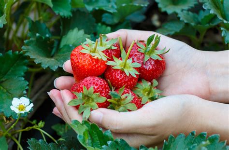 15 Places To Pick Your Own Fruit Near Melbourne Melbourne The Urban
