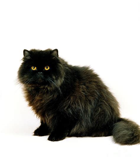 Full Grown Black Persian Cat Persian Cat Doll Face Persian Cat