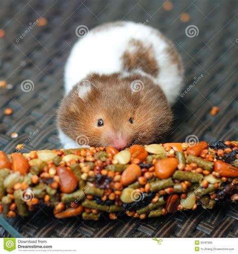Funny Hamster Eating Food Stock Photos Image 33187983