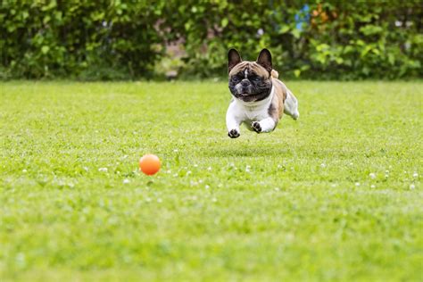 What Is The Best Ball Throwing Machine For Dogs