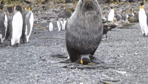 Seals Caught Having Sex With Penguins Iflscience