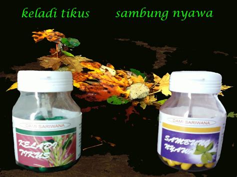 Membantut ketumbuhan sel tumor membantut ketumbuhan sel kanser mengurangkan kesan sampingan dari rawatan kemoterapi (keguguran rambut, mual, hilangan selera makan dsb). KELADI TIKUS DAN SAMBUNG NYAWA TANAMAN HERBAL UNTUK ...