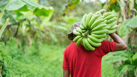 Angola has remained the largest banana producer in Africa for six years ...