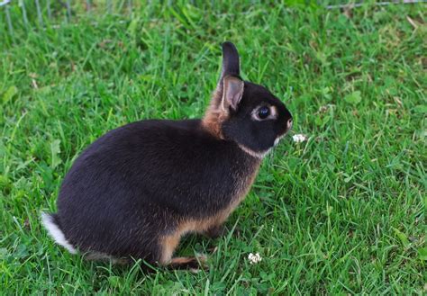 À l'origine parodie des serials mélodramatiques et du théâtre de boulevard, the thimble theatre évolue rapidement vers l'aventure humoristique. Lapin Nain Dessin Lapin Realiste : Lapin nain noir dessin ...