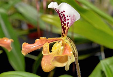Orchids Galore At Winter Show Daily Mercury