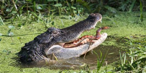 12 Things You Didnt Know About Alligators In Florida