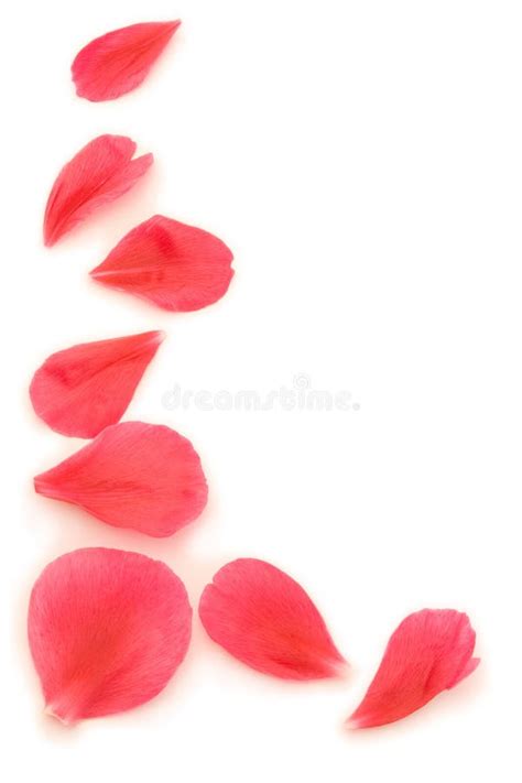 Scattered Petals Stock Image Image Of Flower Pretty 1275509