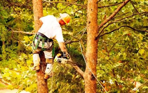 Cutting Tree Branches 10 Best Tips For Removing Tree Limbs