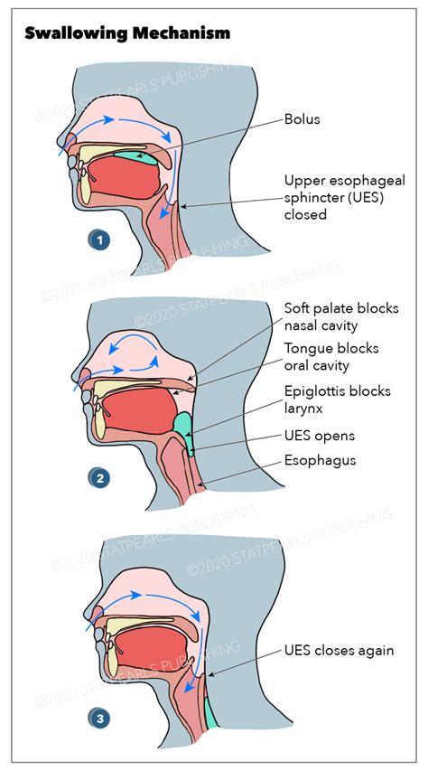 Figure Swallowing Mechanism Graphic By Emma Gregory Statpearls