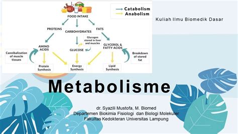 Pengantar Metabolisme Kuliah Ilmu Biomedik Dasar YouTube