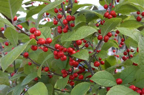 Ilex Serrata Sparkle Berry Nurseries Caroliniana