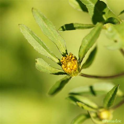 Ask annabethchasy a question #bident #what is my ask. Bident à fruits noirs - Bidens frondosa - quelle-est-cette ...