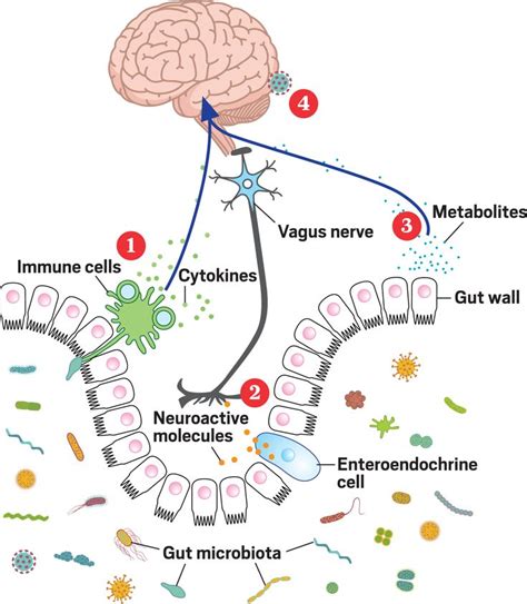 How Your Gut Might Modify Your Mind Mindfulness Vagus Nerve Gut Brain