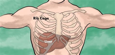 Liver Pain Location Causes And Treatment