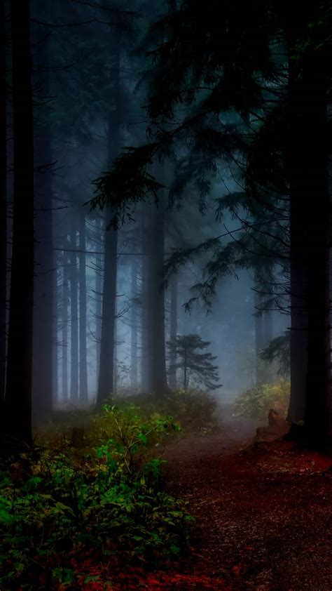Scary Forest Wallpapers Wallpaper Cave