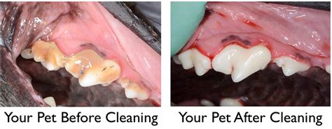 Deep cleaning), how much they cost and how you can save. Your Pet Dentist Annual Dental Care