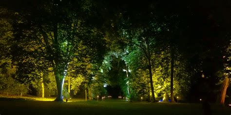 Trees Uplighting Outdoorlights Garden Lighting Design Tree