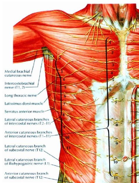 Superficial Nerves Of The Thoracic Region Netter