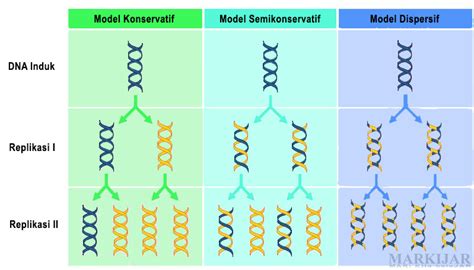 Dna Lengkap Pengertian Struktur Sifat Fungsi Gambar Dan Proses