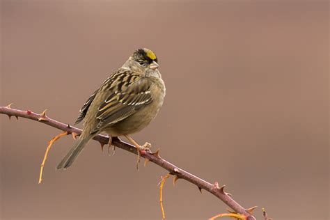 Golden Crowned Sparrow Zonotrichia Atricapilla Nonbreedi Flickr