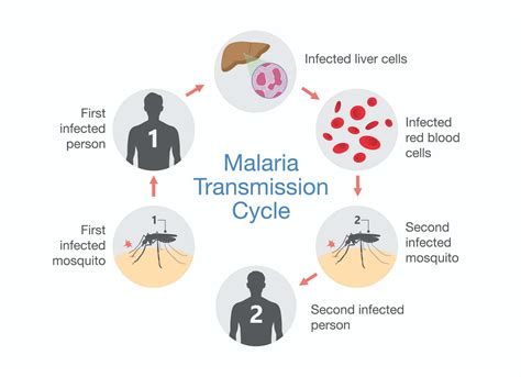 New Diagnostic Test For Malaria Uses Spit Not Blood