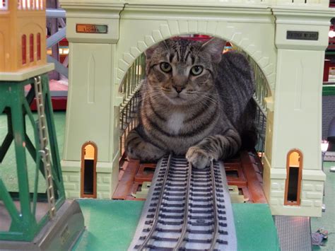 Cats And Trains O Gauge Railroading On Line Forum