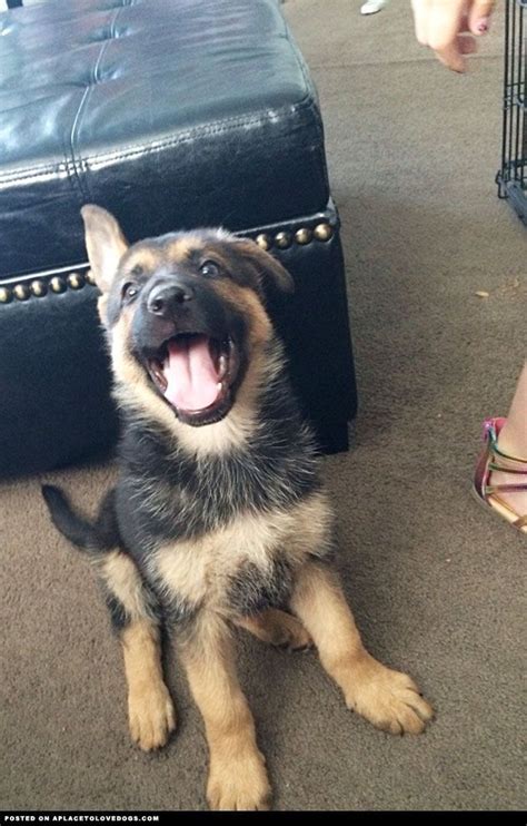 Aplacetolovedogs Happy German Shepherdpuppy Oh How Cute 8 Week Old