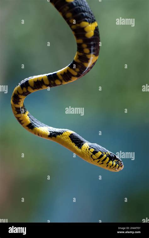 Serpiente Gato De Manglar Fotos e Imágenes de stock Alamy
