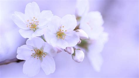 White Cherry Blossom Wallpapers Pixelstalknet