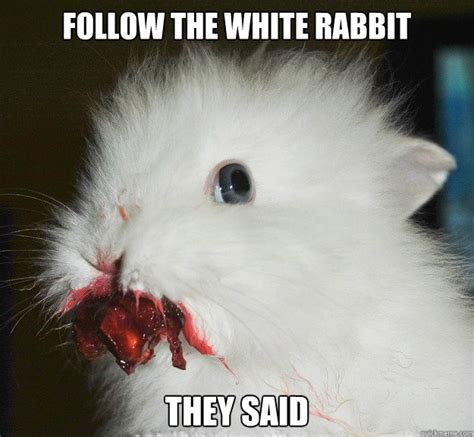 Follow the white rabbit they said - rage rabbit - quickmeme