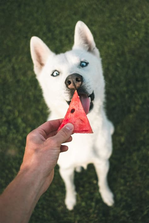 Watermelon Are They Safe For Huskies Husky Puppie Mag