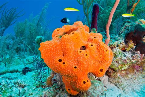 What Do Sea Sponges Do For The Environment