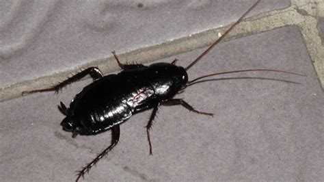 Cockroaches are attracted to foods that are left uncovered. Cockroach-killing flamethrower starts fire