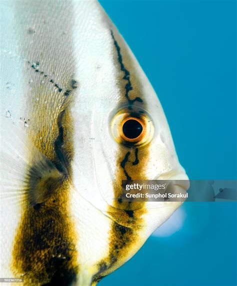 Close Up Face Of Longfin Spadefish Or Platax Teira High Res Stock Photo