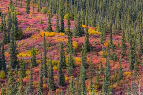 Alaska Arctic Photos Photos By Ron Niebrugge