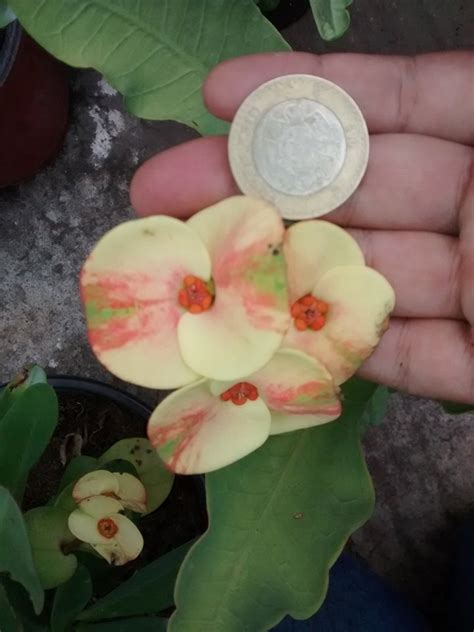 Corona de cristo planta mala suerte. Coronas De Cristo (euphorbia Milii) Todos Los Colores ...