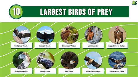 The Top 10 Largest Birds Of Prey Across The Worlda Z Animals