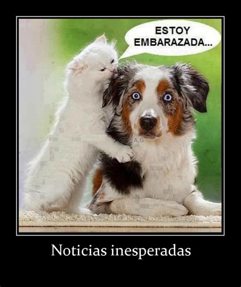 Imagenes Graciosas De Animales Para Whatsapp 60 Imágenes Memes Y