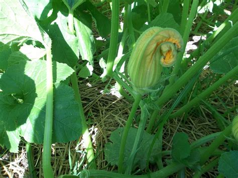 Learn how to grow zucchini and summer squash—some of the most productive vegetable plants in the garden! I Grow Vegetables: How to Hand Pollinate a Pumpkin