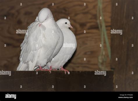 Domestic Doves High Resolution Stock Photography And Images Alamy