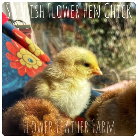 swedish flower hens aka skånsk blommehöna hatching eggs and chicks — flower feather farm chicks