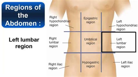 Abdominal Regions Diagram Quizlet