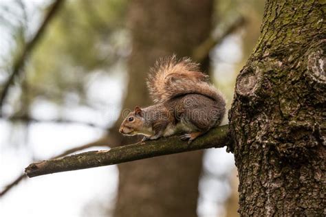 Gray Squirrel On A Tree Branch Stock Image Image Of Fall Creature